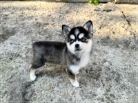 폼스키 분양, 강아지분양 다양한 모색 폼스키 분양중 도그짱 No