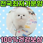 강아지분양 애견분양직거래 도그짱 71페이지