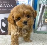 국내유일 안심분양 서비스 - 도그짱