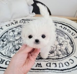 강아지분양 애견분양직거래 도그짱 89페이지