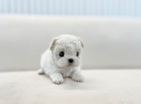 국내유일 안심분양 서비스 - 도그짱