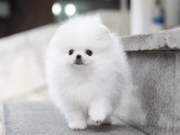 포메라니안 분양, 강아지분양 화이트포메 도그짱 No