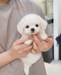 강아지분양 애견분양직거래 도그짱 88페이지