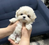 국내유일 안심분양 서비스 - 도그짱