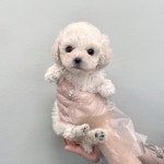 국내유일 안심분양 서비스 - 도그짱