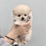 국내유일 안심분양 서비스 - 도그짱