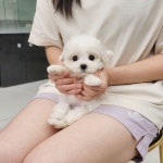 강아지분양 애견분양직거래 도그짱 50페이지