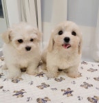 강아지분양 애견분양직거래 도그짱 67페이지