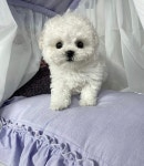 비숑프리제 분양, 강아지분양 ●콩콩 팡팡이 가족분 찾습니다● 도그짱 No1337498