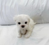 말티즈 분양, 강아지분양 말티즈,말티푸,미니비숑,포메라니안 등등 다양한 아가몽들 책임분양해요 도그짱 No1337621