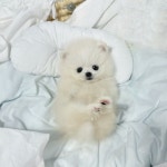 국내유일 안심분양 서비스 - 도그짱