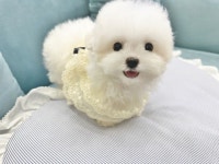 비숑프리제 분양, 강아지분양 부산에서 젤 예쁜 강아지만 모여있는 퍼피몰리 테디비숑 도그짱 No