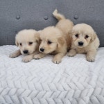 골든리트리버 분양, 강아지분양 천사같은 골든리트리버 분양비 10만~ 도그짱 No