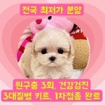 국내유일 안심분양 서비스 - 도그짱