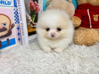 국내유일 안심분양 서비스 - 도그짱