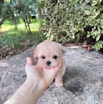 강아지분양 애견분양직거래 도그짱 39페이지