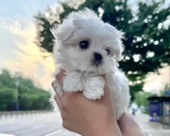말티즈 분양, 강아지분양 말티푸분양 말티브입양 최저가 10만원부터~ 도그짱 No1338397