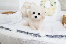 강아지분양 애견분양직거래 도그짱 42페이지