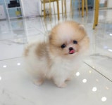 강아지분양 애견분양직거래 도그짱 9페이지