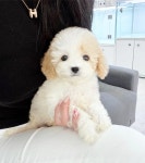 골든두들 분양, 강아지분양 ★2개월 골든두들 아가들 최저로 분양해요★ 도그짱 No1338576