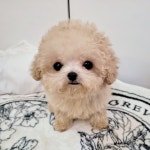 강아지분양 애견분양직거래 도그짱 81페이지