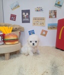 비숑프리제 분양, 강아지분양 ♥미니비숑♥토이푸들♥인천 소비쿠폰 사용가능♥건강보장 패키지 무료♥ 도그짱 No