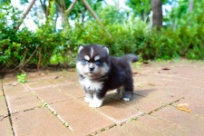 폼스키 분양, 강아지분양 파란 사기눈의 하이브리드 고급견종 도그짱 No