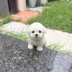 국내유일 안심분양 서비스 - 도그짱