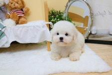 강아지분양 애견분양직거래 도그짱 19페이지