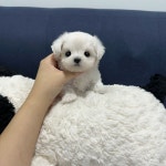 심쿵하개강아지고양이분양강서점 | 국내유일 안심분양 서비스 - 도그짱