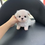 국내유일 안심분양 서비스 - 도그짱