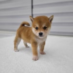 시바견 분양, 강아지분양 콩시바,마메시바 전문켄넬 전국 최저가 분양 퀄리티가 다릅니다. 도그짱 No