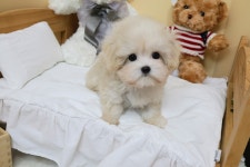 꼬숑 푸들 말티치 말티폼 분양, 강아지분양 ★꼬숑,푸들,말티치 최저분양 도그짱 No1339938