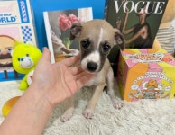 국내유일 안심분양 서비스 - 도그짱