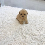 국내유일 안심분양 서비스 - 도그짱