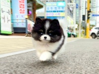 국내유일 안심분양 서비스 - 도그짱