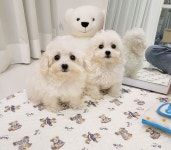 강아지분양 애견분양직거래 도그짱 3페이지