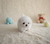 국내유일 안심분양 서비스 - 도그짱