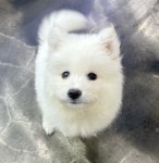 사모예드 분양, 강아지분양 미소천사사모예드 진짜귀여운외모 도그짱 No