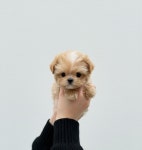 말티푸 분양, 강아지분양 말티푸 책임분양합니다. 11월인테리어 확장공사로인해 빠르게 분양보냅니다. 도그짱 No