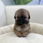 국내유일 안심분양 서비스 - 도그짱