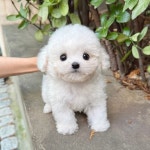 비숑프리제 분양, 강아지분양 ★2개월 비숑 아가들 최저로 분양해요★ 도그짱 No