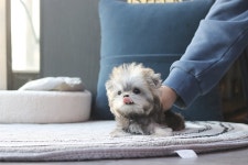 국내유일 안심분양 서비스 - 도그짱