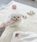 국내유일 안심분양 서비스 - 도그짱