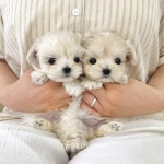 말티푸 분양, 강아지분양 2~3개월 강아지 5만원~ 분양합니다 도그짱 No1341949