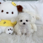 비숑프리제 분양, 강아지분양 ◆비숑프리제 전국 최저가 분양◆ 도그짱 No