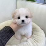 국내유일 안심분양 서비스 - 도그짱