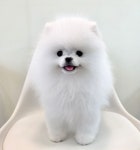 포메라니안 분양, 강아지분양 정말 작고 이쁜 포메라니안 분양 - 인천 프리미엄 강아지 분양 도그짱 No