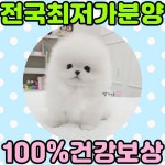 강아지분양 애견분양직거래 도그짱 78페이지