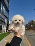 비숑프리제 분양, 강아지분양 ◆비숑프리제 전국 최저가 분양◆ 도그짱 No